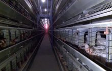 โปแลนด์เผชิญการระบาดของไข้หวัดนก H5N8