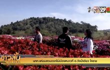 นทท.แห่ชมสวนดอกไม้เมืองหนาวที่ อ.วังน้ำเขียว โคราช