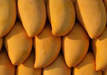 มะม่วงน้ำดอกไม้สีทอง ผลไม้ส่งออก ของดีอำเภอสามโก้