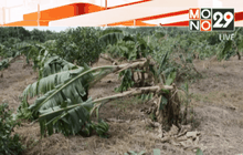 ช่วยเหลือผู้ประสบภัยพายุ จ.แพร่