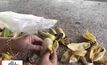 สุดแปลก! ปลาวัดศรีดอนมูลเชียงใหม่ ชอบกินกล้วยน้ำว้า