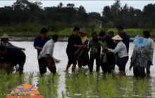 อดีตนายกฯ ลงแขกดำนา