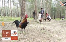 แข่งขันพันธุ์ไก่แจ้อนุรักษ์กีฬาพื้นบ้าน
