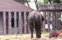 วิธีคลายร้อนให้สัตว์แบบน่ารัก น่าเอ็นดู  