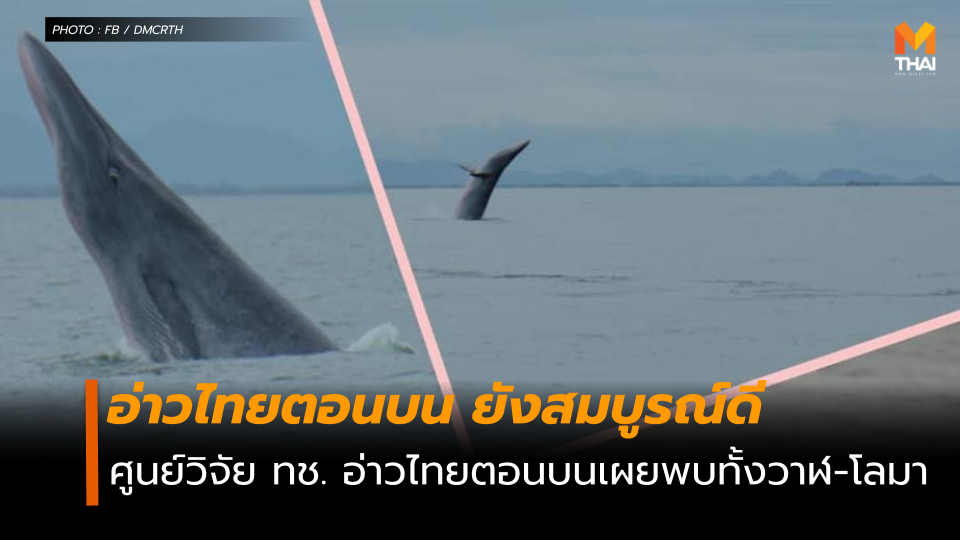 อ่าวไทยตอนบน ยังสมบูรณ์ วันนี้พบทั้งวาฬและโลมา