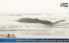 พบวาฬติดคลื่นตายในสหรัฐฯ