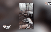 ฟ้าผ่าวัวและหมูตายยกฟาร์ม จ.น่าน