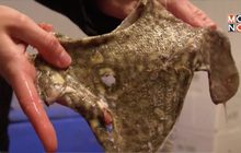 นักศึกษาอังกฤษสร้างวัสดุทางเลือกแทนพลาสติก