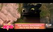 กำเนิด Toothless มังกรมากเสน่ห์จาก How to Train Your Dragon