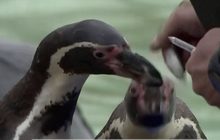 สวนสัตว์ลอนดอนสำรวจประชากรสัตว์ประจำปี