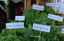 ตลาดผักปลอดสารเพื่อคนเมือง