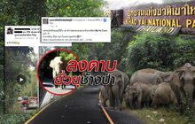 ลงดาบยั่วยุช้างป่า