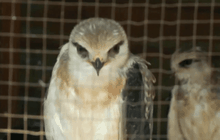 ยึดสัตว์ป่าคุ้มครองกว่า 100 ตัว ขายผ่านเฟซบุ๊ก