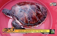 ชาวประมง จ.สมุทรปราการ ช่วย “เต่าตนุ” ติดอวน