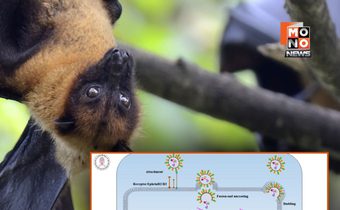 ชำแหละเหตุผล ค้างคาวอยู่ร่วมไวรัสนิปาห์ได้โดยไม่ป่วย