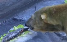 ฉลองวันเกิดหมีขั้วโลกในสิงคโปร์