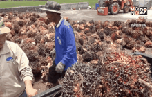 เตรียมชุมนุมเร่งแก้ปัญหาราคาปาล์มตกต่ำ