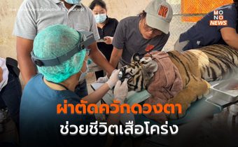 จนท. ผ่าตัดควักดวงตา ช่วยชีวิตเสือโคร่ง “บะลาโกล”