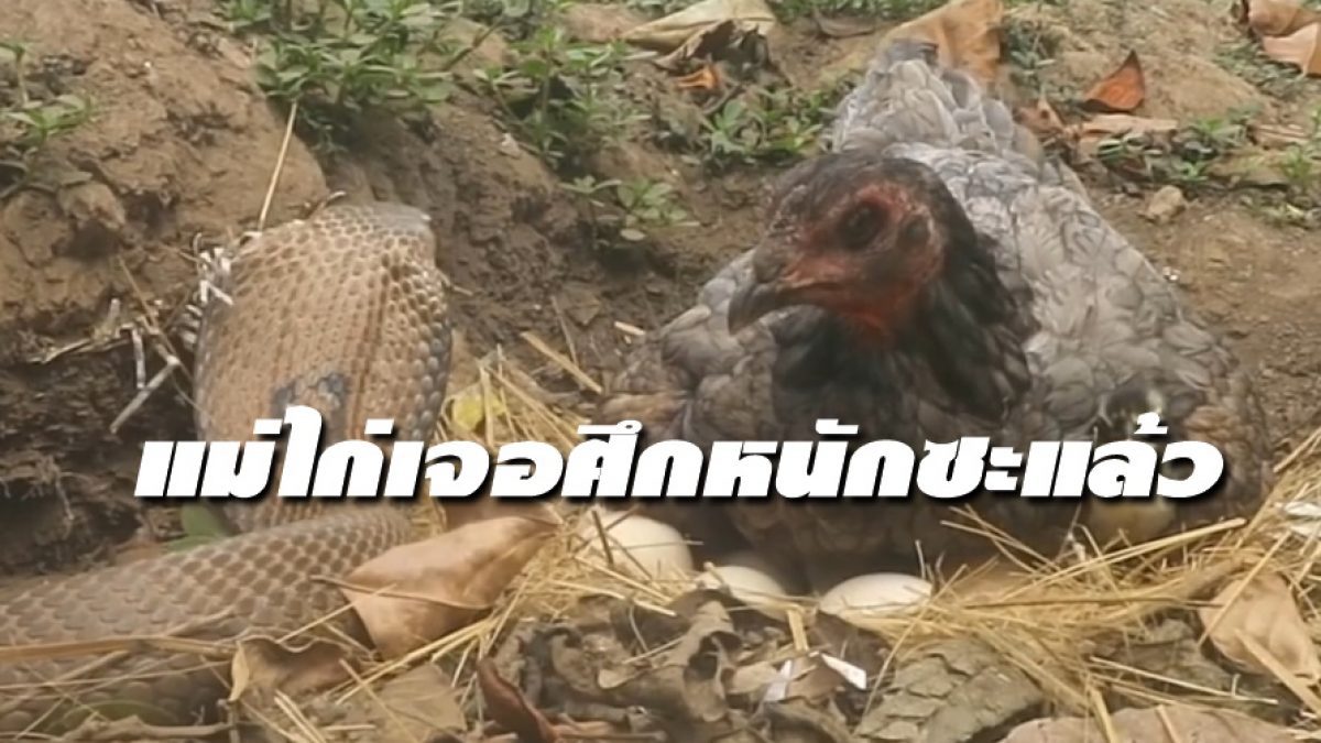 มีลุ้น! เมื่อ งูเห่า สายหิว Vs แม่ไก่ หวงไข่ จะสู้ไหวมั้ยงานนี้