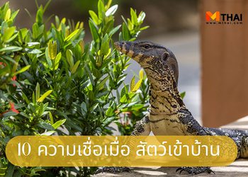 แปลความหมาย 10 ความเชื่อเมื่อ สัตว์เข้าบ้าน