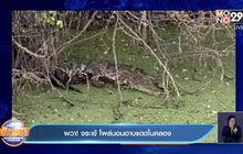 ผวา! จระเข้ โผล่นอนอาบแดดในคลอง