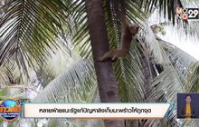หลายฝ่ายแนะรัฐแก้ปัญหาลิงเก็บมะพร้าวให้ถูกจุด