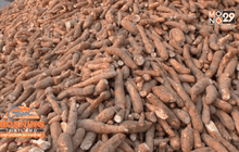 เกษตรกรต่อคิวยาวนำมันสำปะหลังขายสหกรณ์