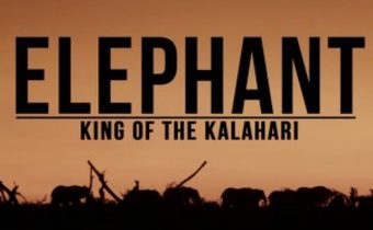 Elephant: King Of the Kalahari สารคดี ราชาแห่งคาลาฮารี