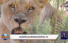 พบสิงโตในสวนสัตว์สเปนติดโควิด-19