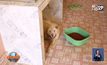 “วอชด็อกไทยแลนด์” ช่วยสุนัขถูกขังในบ้านจ.ชลบุรี