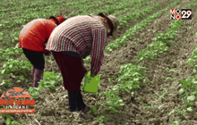 ปลูกกระเจี๊ยบเขียวพืชทนแล้ง สร้างรายได้งาม