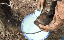 ครม.หารือมาตรการช่วยยางพารา