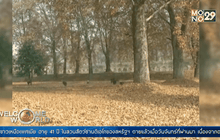 นักท่องเที่ยวแห่ชมใบไม้สีทองในแคชเมียร์