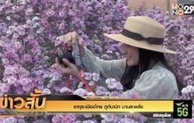 ซากุระเมืองไทย ภูทับเบิก บานสะพรั่ง