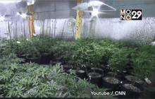 โคลอมเบียอนุญาตให้ใช้กัญชาเพื่อการแพทย์