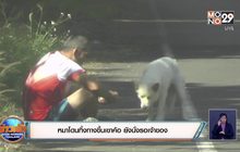 หมาโดนทิ้งทางขึ้นเขาค้อ ยังนั่งรอเจ้าของ
