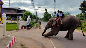 สีสันวันเปิดเทอม นักเรียนขี่ช้างไปโรงเรียน สมกับเป็นเมืองสุรินทร์ถิ่นช้างใหญ่