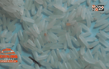 พบข้าวสารปลอมที่ จ.นครนายก