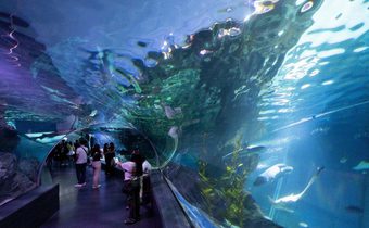 เที่ยวส่งท้ายปีด้วยความมหัศจรรย์ “ซีไลฟ์ แบงคอก” ชวนท่องโลกคริสต์มาสใต้ท้องทะเล! กับคู่หูดูโอ้ Greenie & Elfie สุดน่ารัก ถึง 15 ม.ค. 69