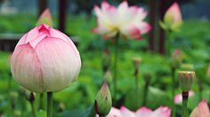 ปฏิทินวันพระ 2561 เดือนมีนาคม