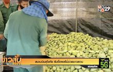 สนามบินสุโขทัย รับซื้อผลไม้ช่วยชาวสวน