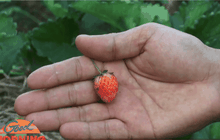 ยางพาราราคาตกเกษตรกรผันตัวปลูกสตรอเบอรี่
