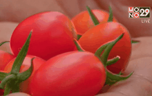 ปลูกมะเขือเทศเรือนกระจกลดการใช้น้ำ