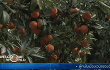 เมืองหลวงแห่งส้มของโมรอกโก