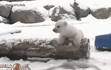 ลูกหมีขาวเห็นหิมะเป็นครั้งแรก