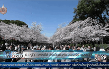 จีน ญี่ปุ่น เกาหลีใต้ อ้างเป็นต้นกำเนิดดอกเชอร์รี่ บลอสซัม