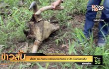 สั่งปิด อช.ทับลาน หลังพบกระทิงตาย 2 ตัว จ.นครราชสีมา