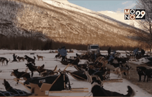 กีฬาสุนัขลากเลื่อนน้ำแข็งที่สวีเดน