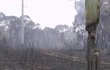 ออสเตรเลียเริ่มประเมินความเสียหายจากไฟป่า