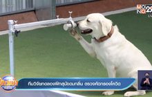 ทีมวิจัยทดลองฝึกสุนัขดมกลิ่น ตรวจคัดกรองโควิด